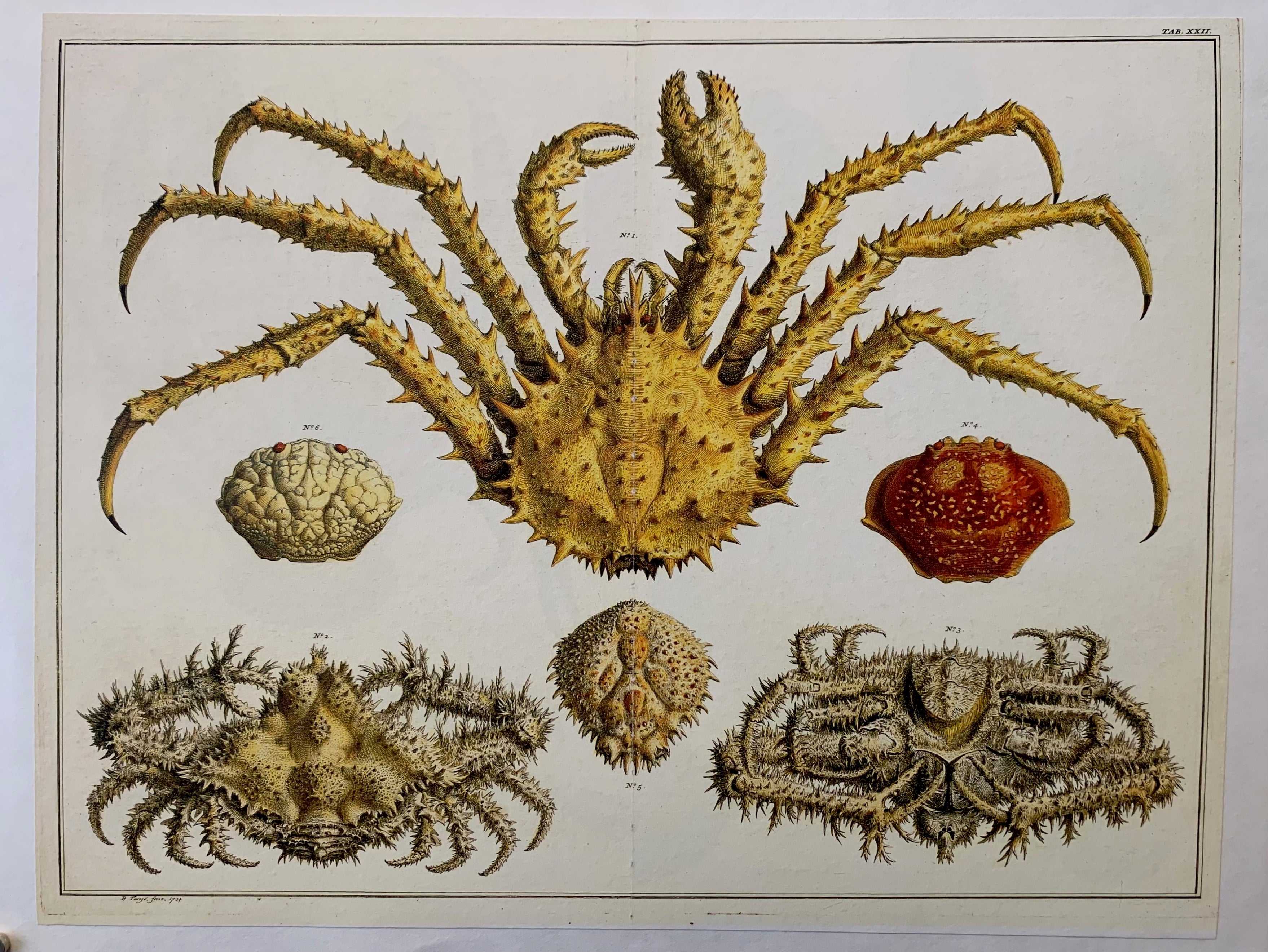 Albertus Seba 'King Crab' Page