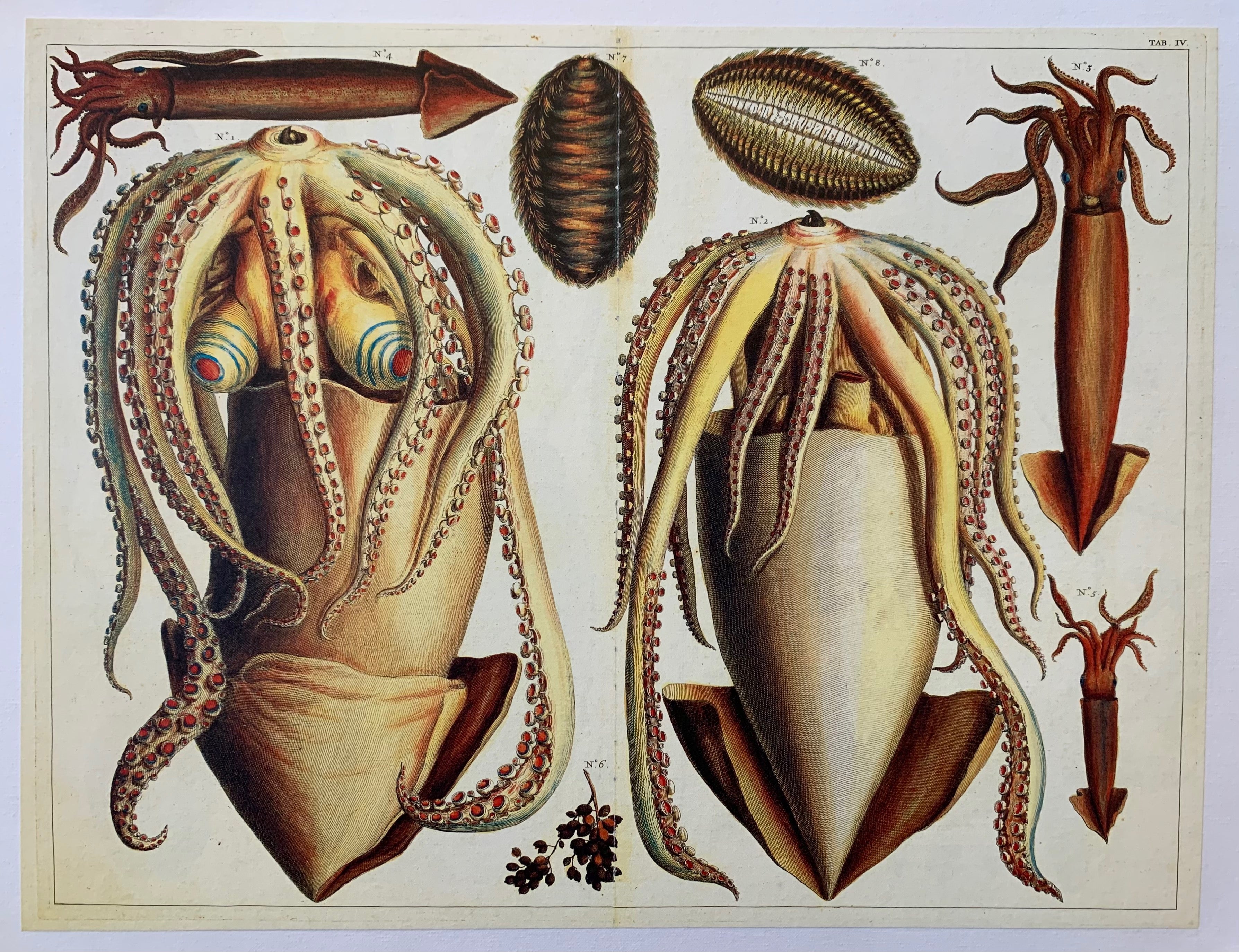 Albertus Seba 'Giant Squid' Page