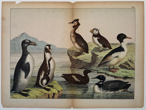 Link to  Bird Types 4C. 1890  Product