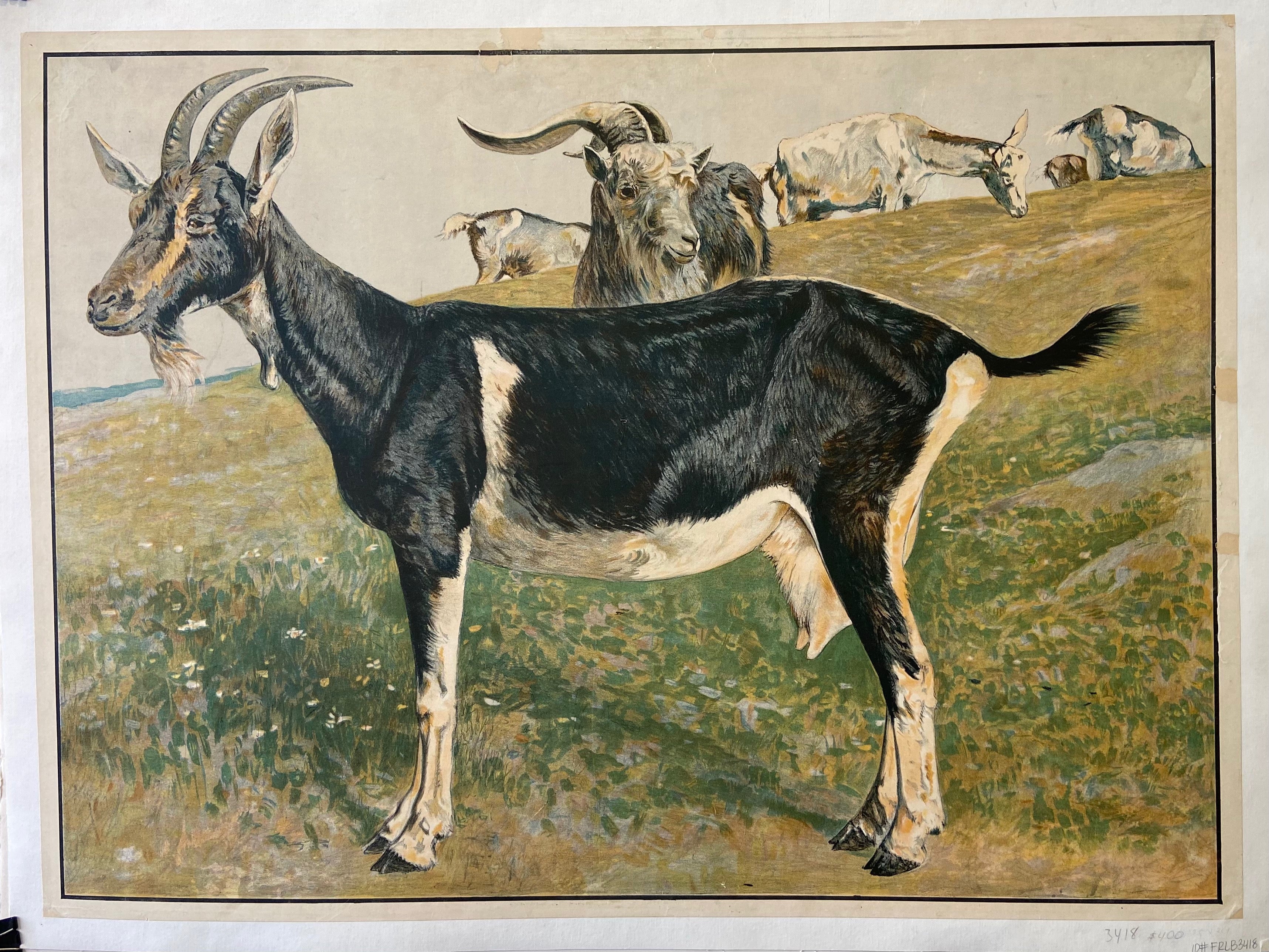 Print of a herd of goats