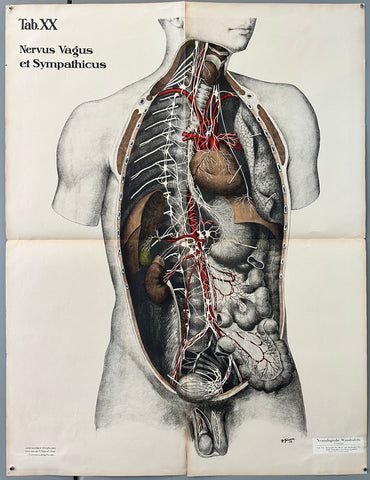 Link to  Nervus Vagus et Sympathicus ChartGermany, c. 1928  Product