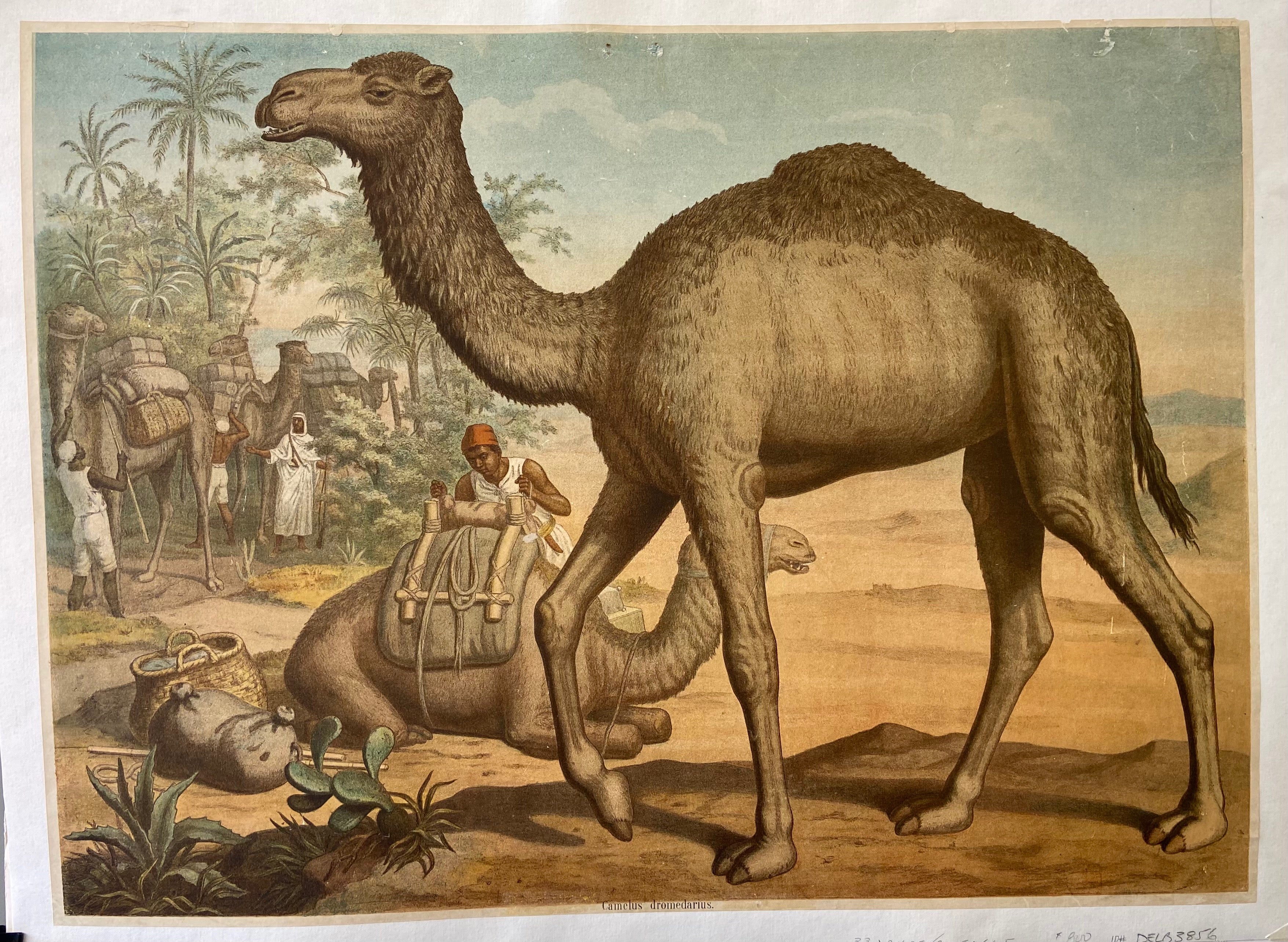 Print of camels