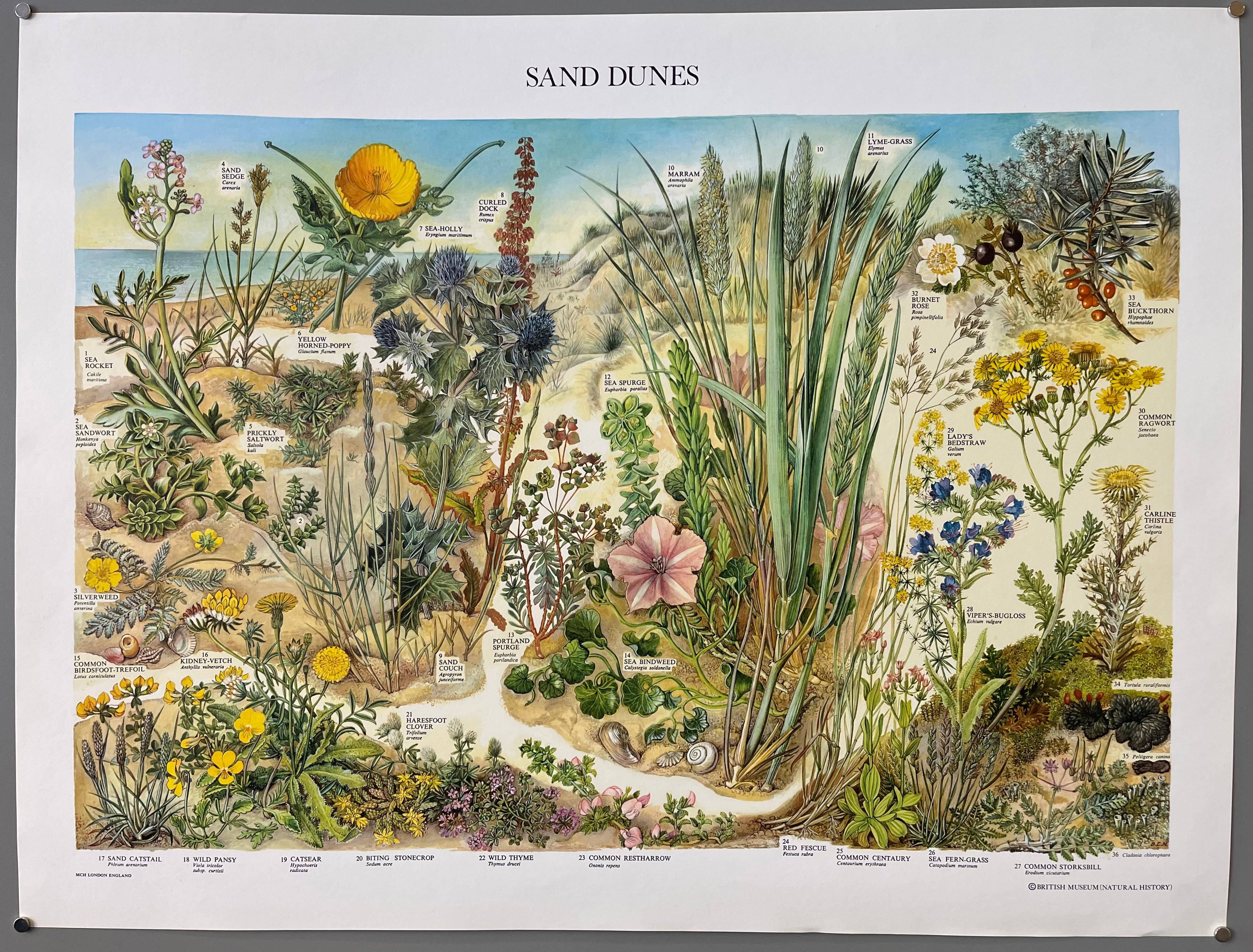 print of plants in the sand dunes