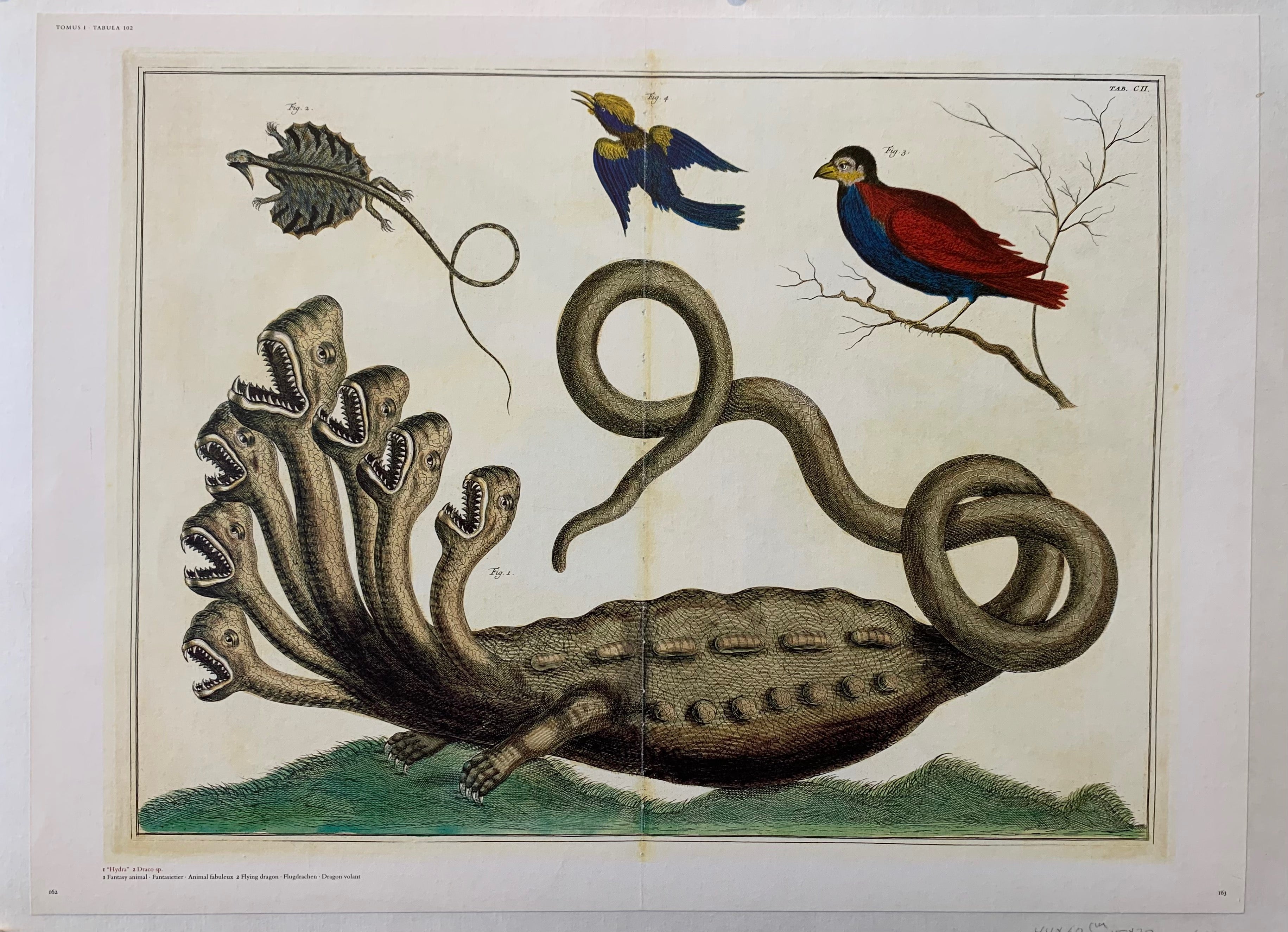 Albertus Seba 'Hydra' Page