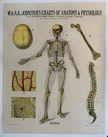 Link to  W. & A.K. Johnston's Charts of Anatomy & Physiology "Bones"USA, C. 1900  Product