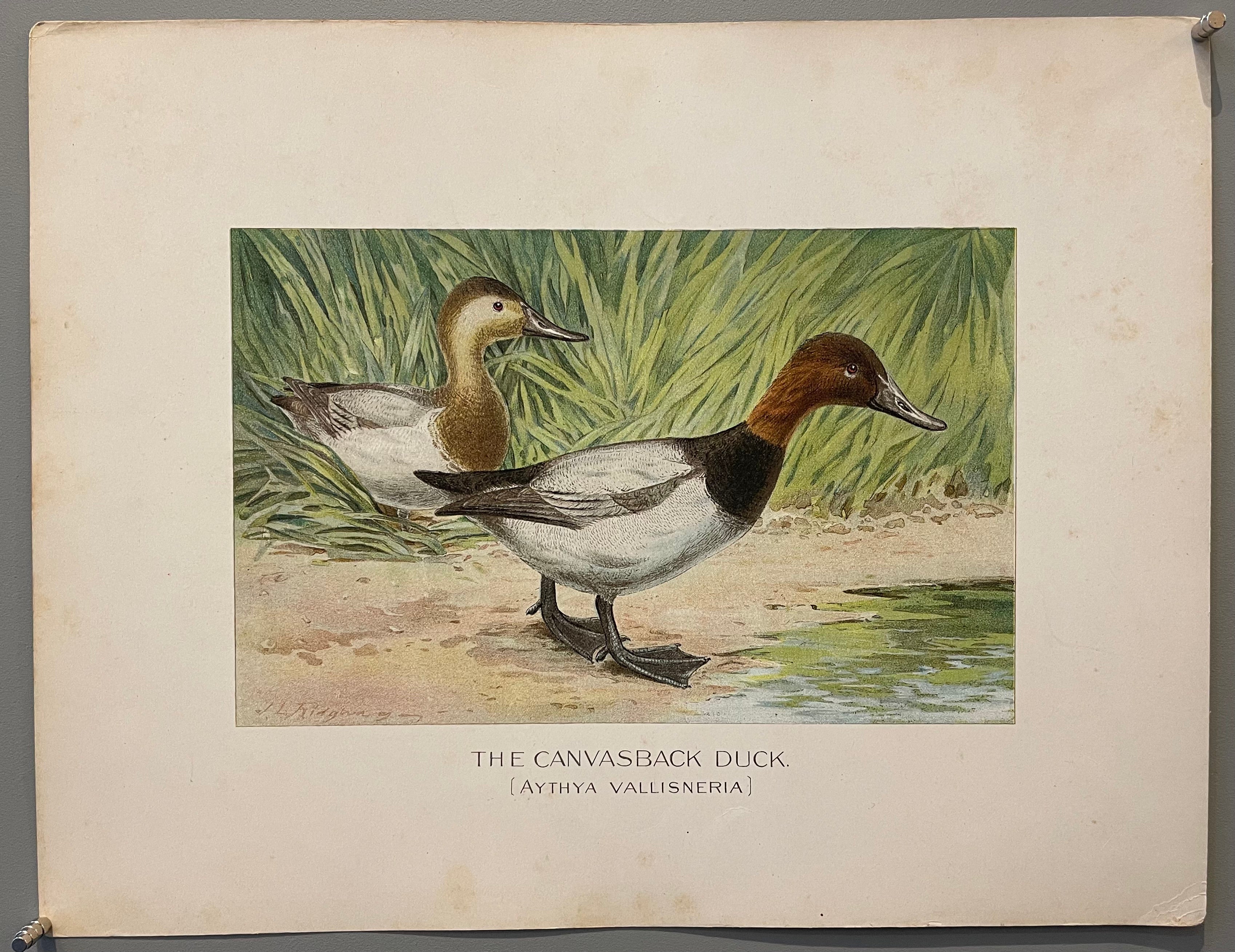The Canvasback Duck