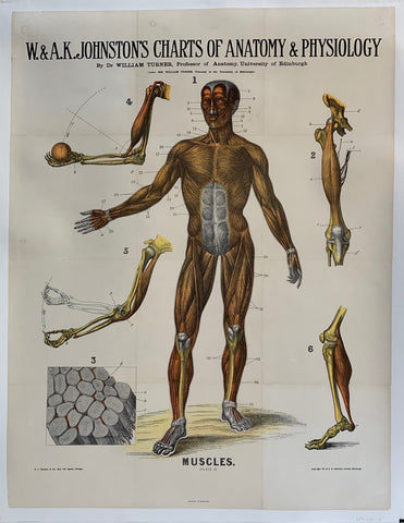 Link to  W. & A.K. Johnston's Charts of Anatomy & Physiology "Muscles"USA, C. 1900  Product