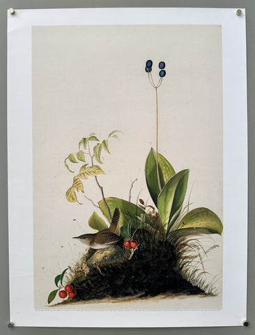 House Wren - Print