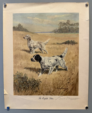 The English Setter