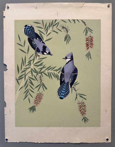 Link to &nbsp;Two Blue Jays birdsU.S.A., C.1955's &nbsp;Product
