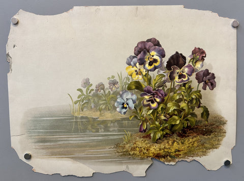 Link to &nbsp;Pansies flowersU.S.A., c.1900's &nbsp;Product
