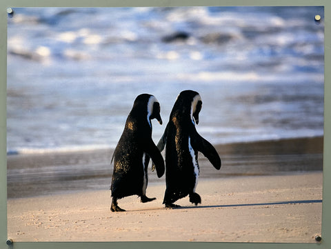 Two African penguins
