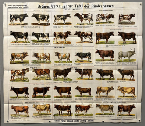 Link to &nbsp;Tafel der RinderrassenGermany, C.1910's &nbsp;Product