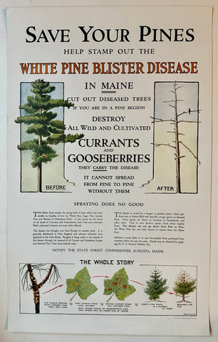 Link to  Save Your Pines PosterU.S.A., c. 1950  Product