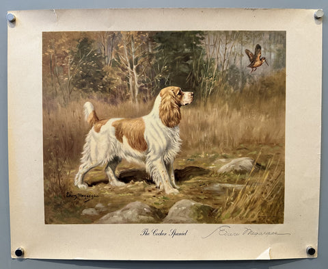 The Cocker Spaniel