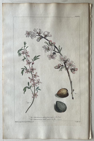 Link to  #28 Amygdalus sativa fructu majoriLondon, 1770  Product