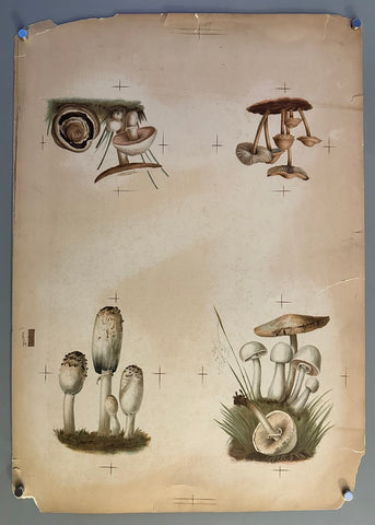 Link to &nbsp;Mushrooms of AmericaU.S.A., 1885 &nbsp;Product