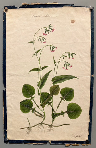 Link to &nbsp;Emilia sonchifoliaU.S.A.,C.1880's &nbsp;Product