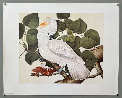 Salmon-crested Cockatoo - Print