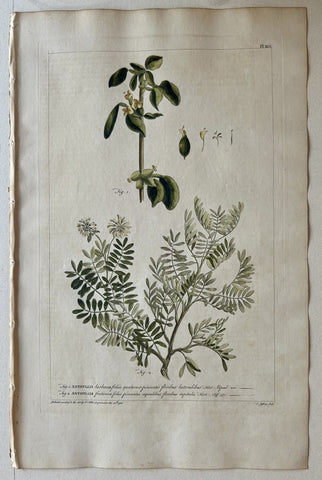 Link to  #41 Anthyllis herbacea foliisLondon, 1770  Product