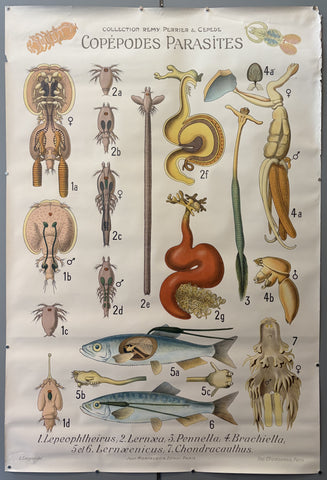 Link to &nbsp;Collection Rémy Perrier & Cépède Copépodes ParasitesFrance, 1918 &nbsp;Product