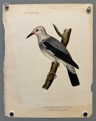 Link to &nbsp;Heterornis Sericea - Plate 5U.S.A., 1856 &nbsp;Product