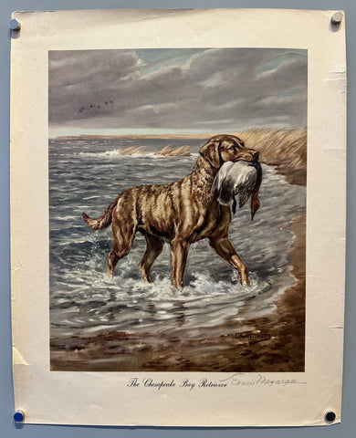 The Chesapeake Bay Retriever