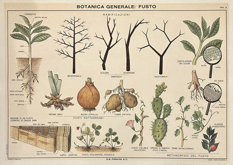 Link to  BOTANICAGENERALE:FUSTOItaly, c. 1950s  Product