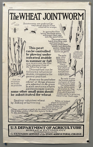 The wheat jointworm