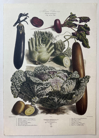 Album Vilmorin Vegetable Print #46