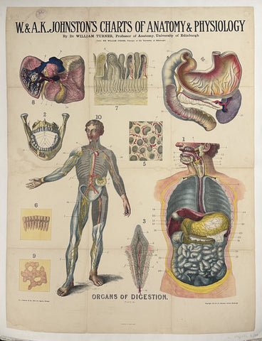 Charts of Anatomy and Physiology: Organs of Digestion