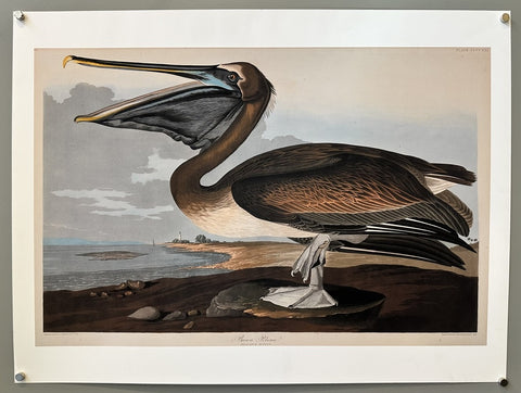 Brown Pelican - Print