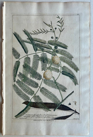 Link to  #4 Acacia, non spinosaLondon, 1770  Product