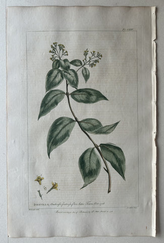 Link to  #125 Diervilla Acadiensis fruticosaLondon, 1770  Product