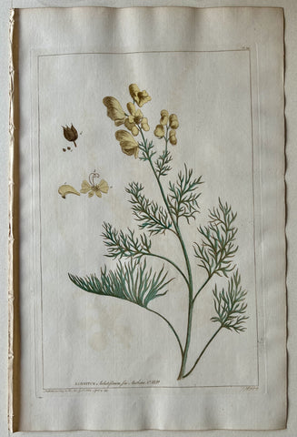 Link to  #12 Aconitum salutiferumLondon, 1770  Product