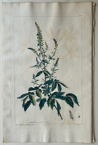 Link to  #15 Agrimonia odorataLondon, 1770  Product