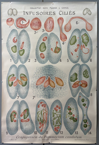 Link to &nbsp;Collection Rémy Perrier & Cépède Infusoires CiliésFrance, 1918 &nbsp;Product