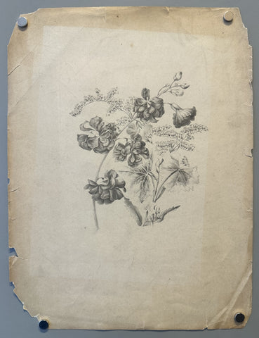 Link to &nbsp;Geraniums flowersFrance, c.1860's &nbsp;Product