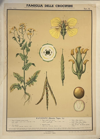 Link to  Famiglia delle Cruciferec. 1891  Product