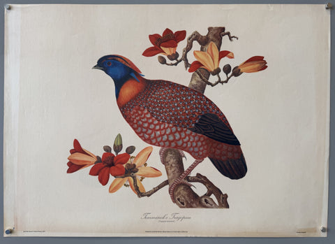 Link to &nbsp;Temminck's Tragopan19x26 &nbsp;Product