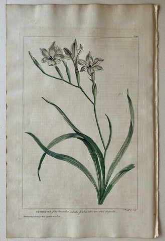 Link to  #40 Antholyza foliis linearibusLondon, 1770  Product