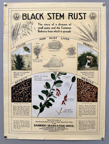 Black Stem Rust