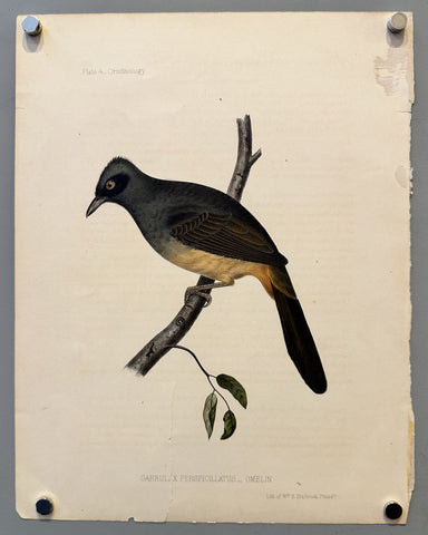 Link to &nbsp;Garrulax perspicillatus - Plate 4U.S.A., 1856 &nbsp;Product