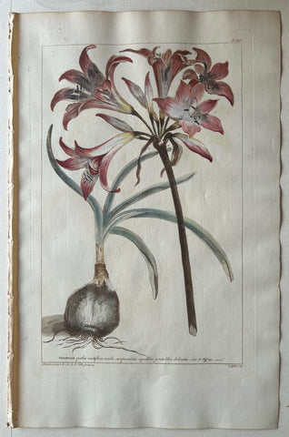 Link to  #24 Amaryllis spatha multiflora corollisLondon, 1770  Product