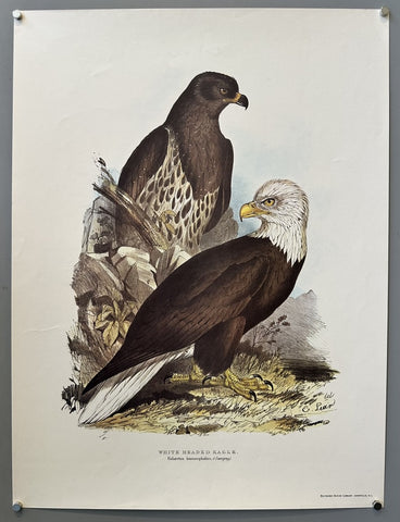 Link to &nbsp;White Headed Eagle - PrintU.S.A., C.1970's &nbsp;Product