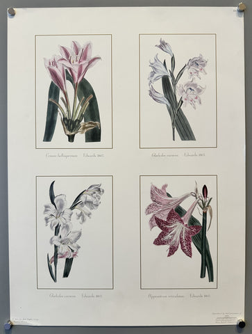 Sydenham Edwards Flowers