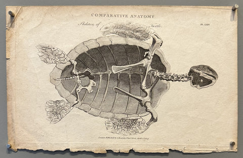 Comparative Anatomy Pl.  LXIV