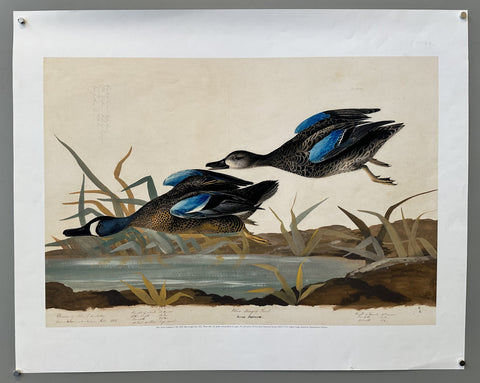 Blue-winged Teal - Print