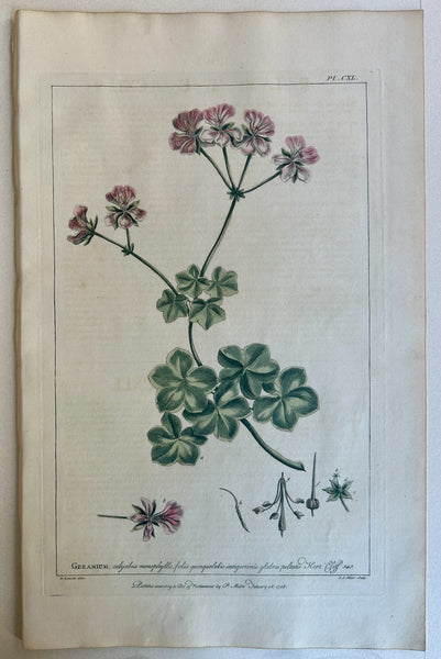 #140 Geranium – Poster Museum
