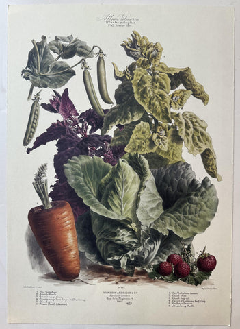 Album Vilmorin Vegetable Print #42